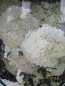 Preview: Viburnum macrocephalum Fortuna